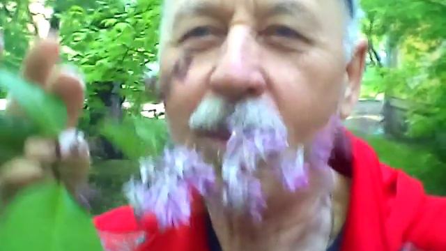 ЗАЦВЕЛА СИРЕНЬ смотреть онлайн