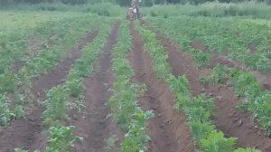 Работа на огороде ,Распашка гряд на мотоблоке Нева 1