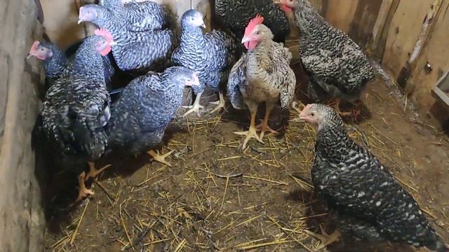 #тикток#подпишись#лето#киров#дом#птицы#курица смотреть онлайн