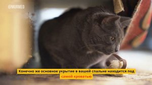 Где Кошки Любят Прятаться - Раскрываем Главные Места от Наших Абиссинских Котиков!