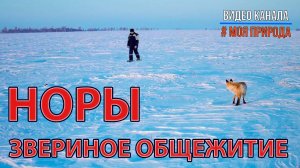 Норы - звериное общежитие