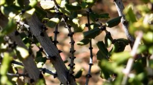 Hoary-Leaf Lilac, Ceanothus crassifolius, Escondido, California