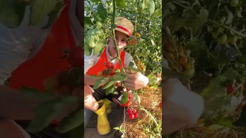 НАЧАЛИ ЗАЖИГАТЬСЯ ТОМАТЫ Урожая в этом году очень много будет