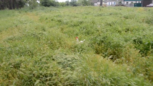 Курица гуляет на лугу смотреть онлайн