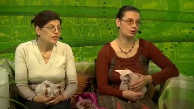Сфинкс. Особенности ухода за кошкой