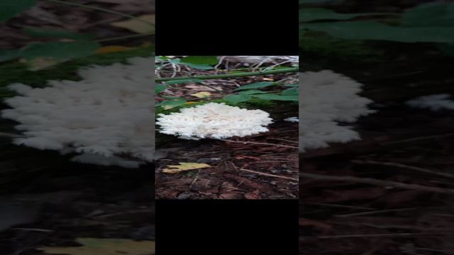 Грибной 🍄 вестник. Ежовик коралловидный.