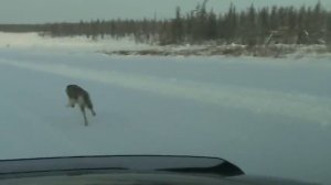 Стая волков бежит перед джипом.  Эксклюзив / A pack of wolves running in front of the jeep