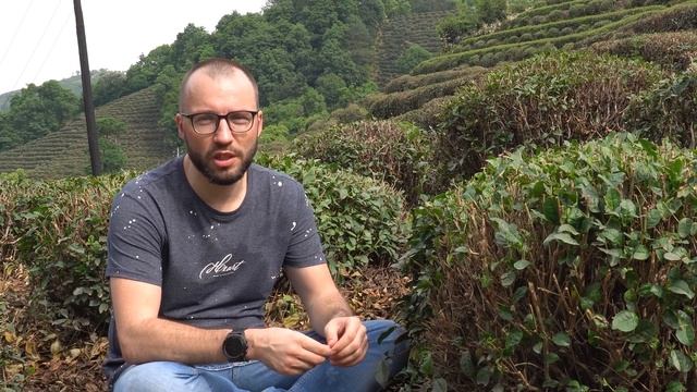 Чайная плантация в Ханчжоу. Зеленый чай Колодец Дракона. Как выращивают чай смотреть онлайн