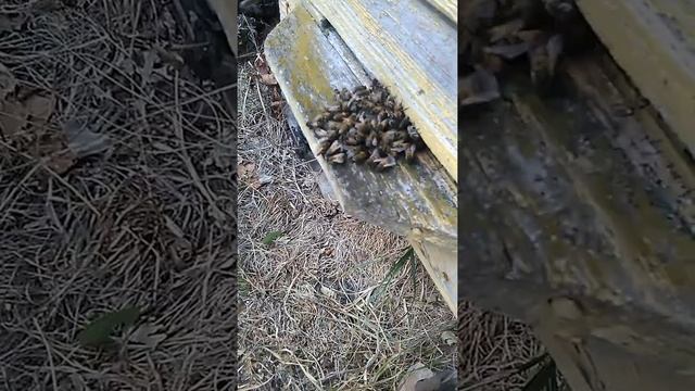 Как пчелы расправляются над шершенем смотреть онлайн