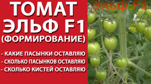 Томат Эльф F1. Формирование: сколько и каких пасынков оставляю, сколько кистей оставляю на пасынках.