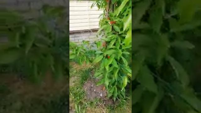 Уход за черешней. Опыт выращивания в Вологодской области. смотреть онлайн