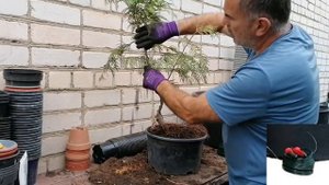 Bonsai Бонсай Туя зебрина складчатая | Формирование своими руками Инструмент Проволока для Бонса