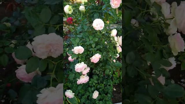 РОЗА  Пьер де Ронсар (Meilland,1987) смотреть онлайн