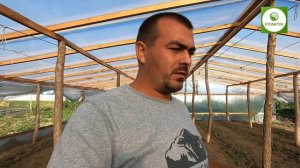 Что посажено на третий оборот в парнике, почему именно клубника?