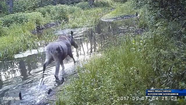 Кого ловят фотоловушки в воронежском заповеднике? смотреть онлайн