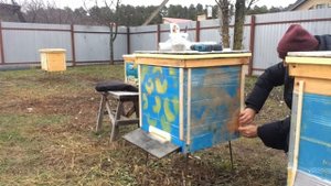 Защита ульев от ветра при зимовке на воле