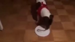 Собакены оценивают сюрстреминг