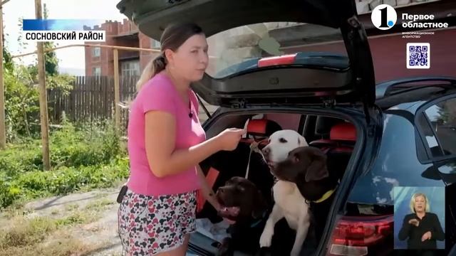 Как правильно перевозить собаку в машине. (эфир ОТВ от 05.09.2022) смотреть онлайн