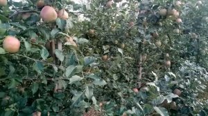 Обзор яблони сорта Фуджи на подвое М9