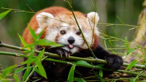 8 невероятно очаровательных маленьких животных, которых можно встретить в дикой природе!