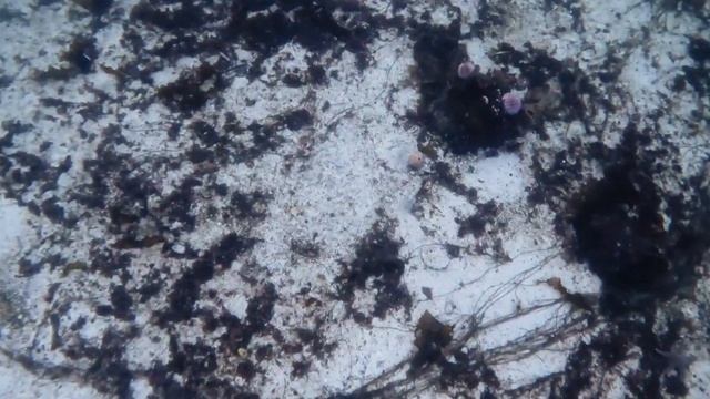 Мир в котором живут гребешки ! Секретная полянка под скалой ! смотреть онлайн