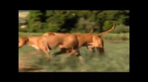 Dogs 101 - Rhodesian Ridgeback