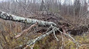 Не думал что завершу сезон поимкой такой щуки. Рыбалка на воблеры