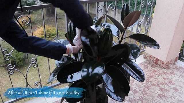 How to clean and polish houseplants | Ficus Elastica (Rubber Plant) | Indoor plants care tips