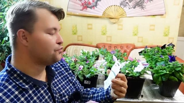 #Обзор #петуний из семян от агрофирмы #партнёр. Новая серия семян "зацветет" от Патриной Марины.
