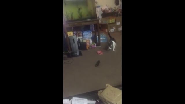 Очень смешно! Коты боятся огурцов!??? смотреть онлайн