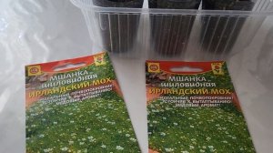 КАК ВЫРАСТИТЬ МШАНКУ /ЛЕНИВЫЙ ГАЗОН🌿