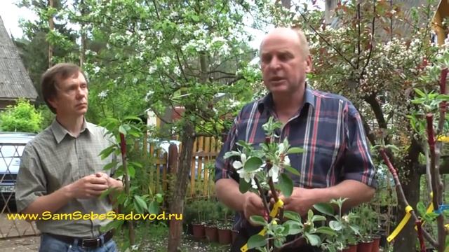 Выращивайте саженцы, заложите свой питомник плодовых растений? Прививка плодовых деревьев смотреть онлайн