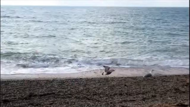 Море...Чайки...Музыка...