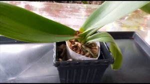 How to save Phalaenopsis Orchids from Crown Rot || Cinnamon?