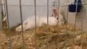 Выставка кроликов.