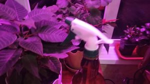 Черенки Петунии и нежданные гости / Обработка комнатных цветов от вредителей