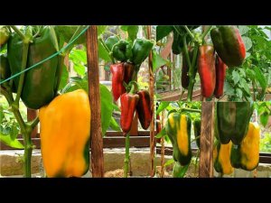Лучшие сорта перца в холодном июле обзор Про подкормки и уход