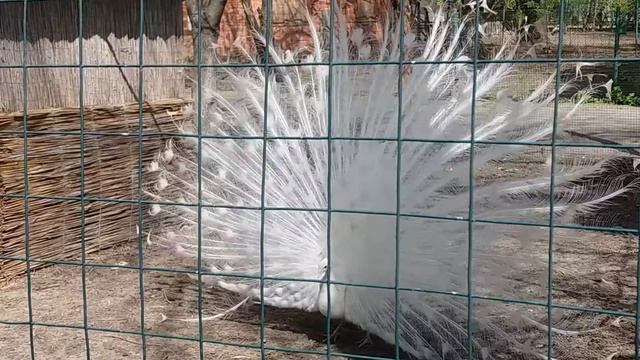 видео павлин смотреть онлайн