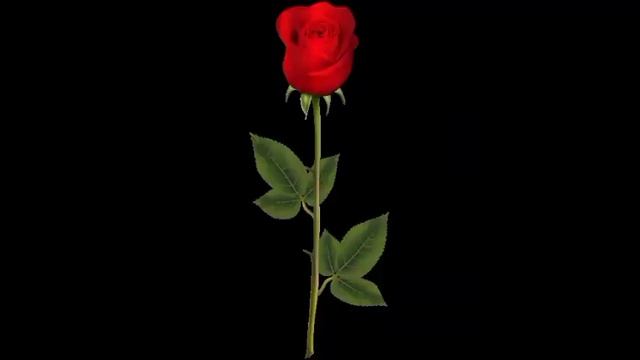 rose png image gulabe full png photo rose png image free download gulabe png photo free download смотреть онлайн