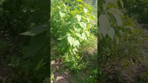 Пермакультурный огород, растёт без полива)