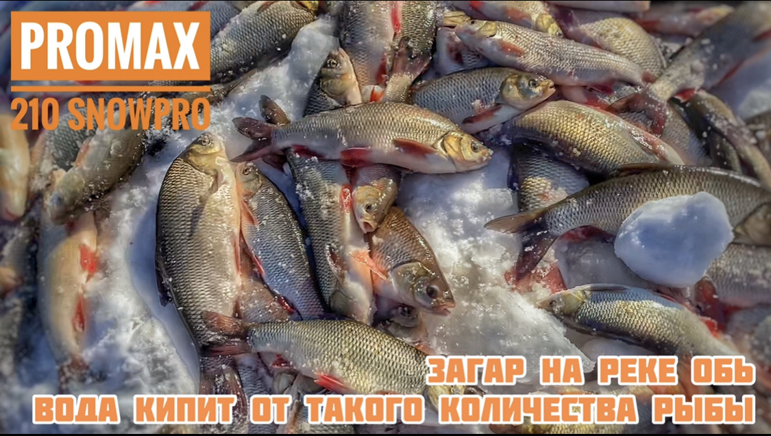 Загар на реке Обь. Едем на снегоходе promax 210 snowpro на зимнюю рыбалку. смотреть онлайн