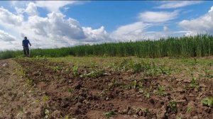 Борьба с сорняками, где посеяна Свёкла. Ручной распашник.