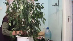 Правильная пересадка большого фикуса Бенджамина