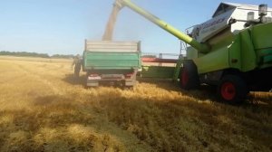 Уборка ячменя 2023. Неоправданные надежды.