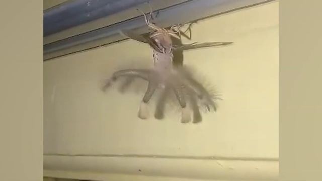 Собака не Заметила Крокодила / Случаи с Животными Снятые на Камеру смотреть онлайн