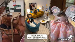 Смешные животные – «Квартирный вопрос» для Собак, слишком толстый Кот, Беличий показ мод, и другие