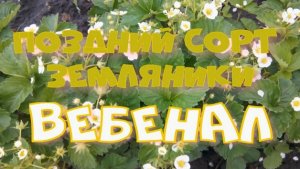 ВЕБЕНАЛ- поздний сорт земляники.