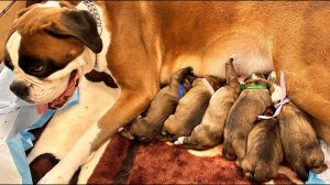 Роды у собаки. Джесси рожает щенков. 8 щенков - 12 03 2024