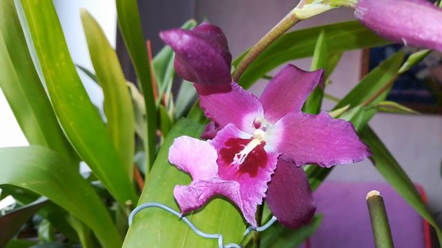 МОЙ РОСКОШНЫЙ, АРОМАТНЕЙШИЙ ОДОНТОГЛОССУМ РАСКРЫЛ СВОЙ ПЕРВЫЙ ЦВЕТОЧЕК❣️🤗😍❤️🌱🦋#phalaenopsis #ORHIDS смотреть онлайн