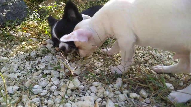 продам мини чихуахуа щенки очень красивые детки ми-ми-ми ушастик Крым Симферополь